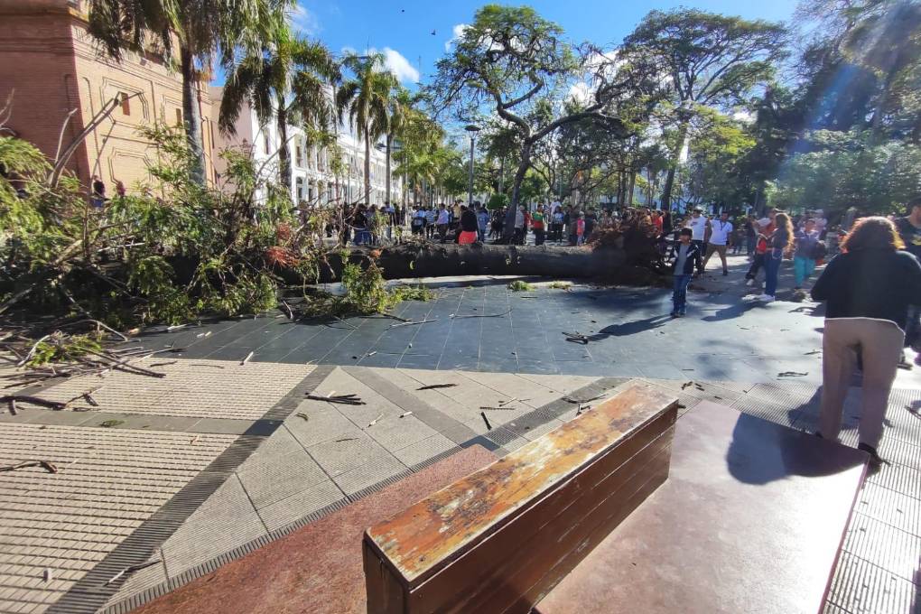 Un árbol cayó en pleno centro cruceño Un árbol cayó en pleno centro cruceño