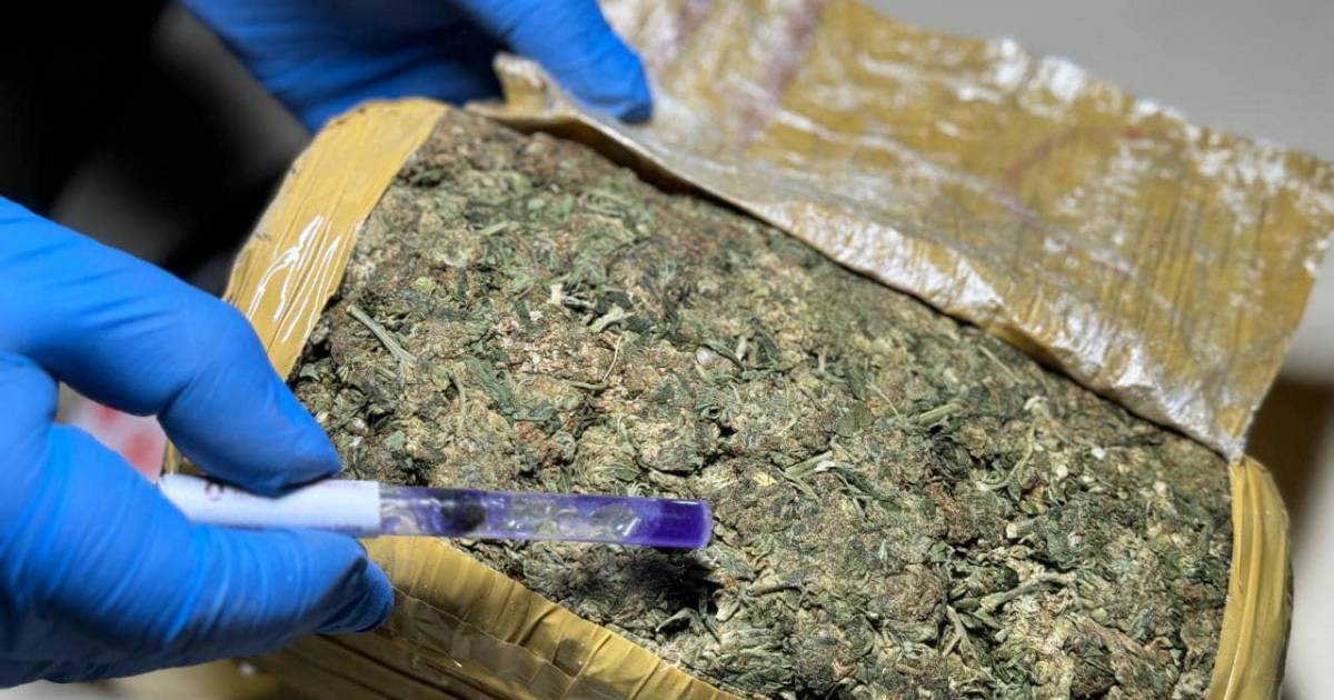 Hallan M S De Media Tonelada De Marihuana Camuflada En Un Cami N