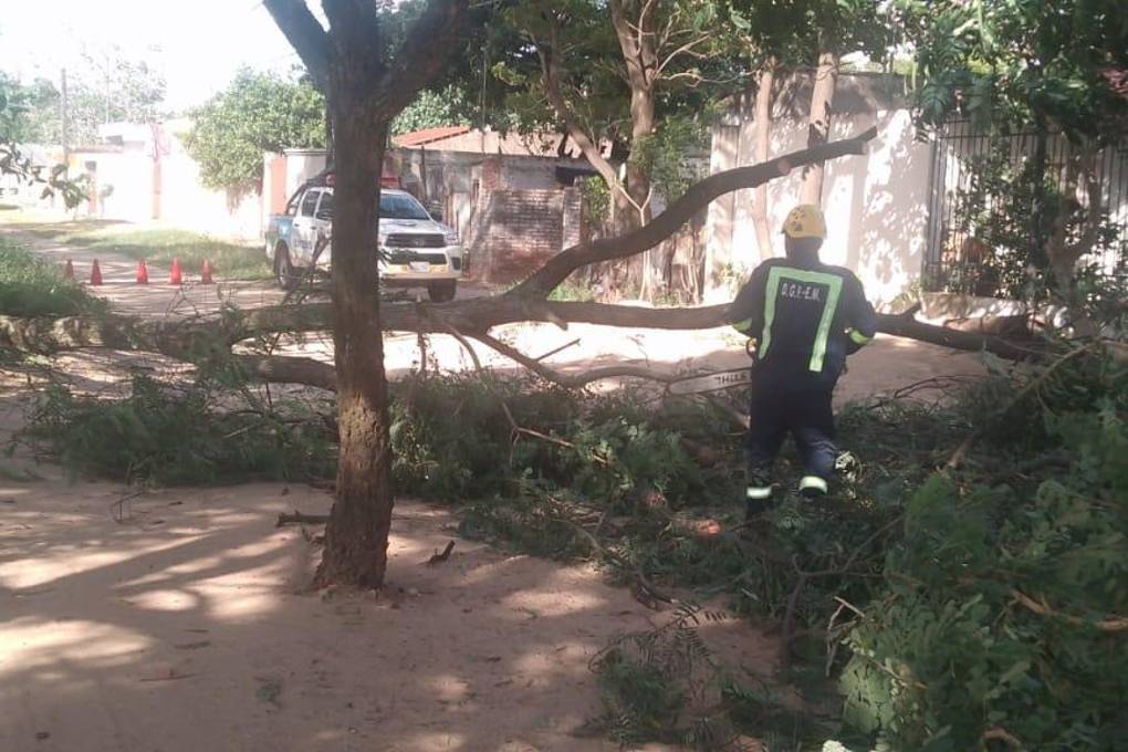 Los arboles impidieron el paso vehicular en algunas vías. Los arboles impidieron el paso vehicular en algunas vías.