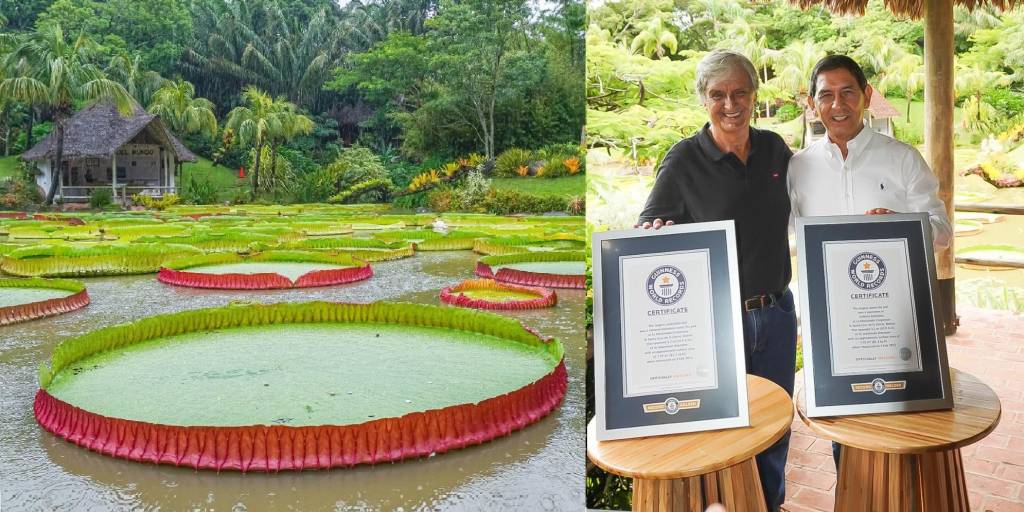 Porongo tiene la hoja de lirio acuático más grande del mundo, reconocida  por Guinness World Records