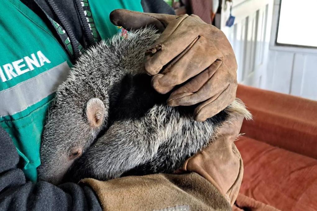 El pequeño animal está en instalaciones de CAD
