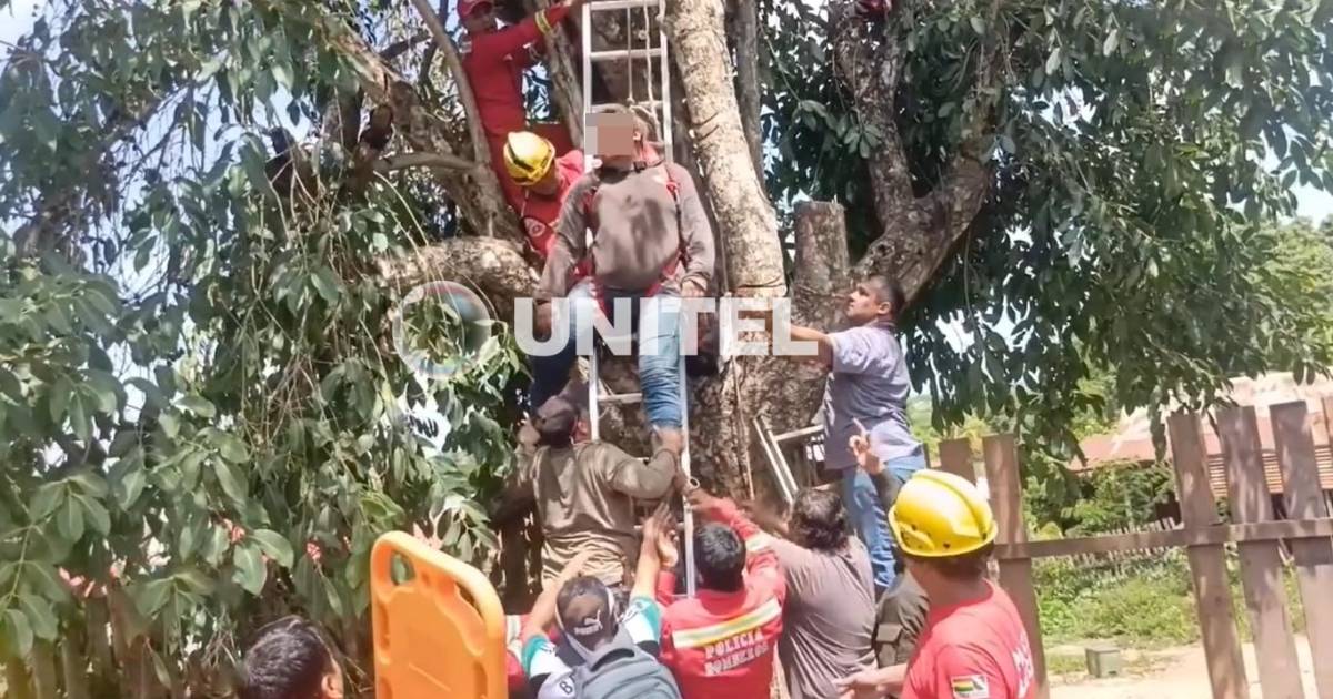Muere el joven al que le cayó la rama de un árbol que estaba podando