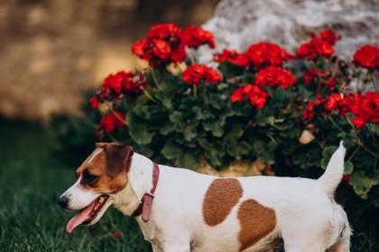 ¿Cómo prevenir los hongos  en las mascotas en época de calor? 