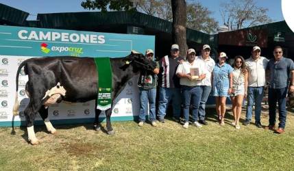 Expocruz 2025 ya tiene a sus primeros campeones de las razas cebuinas